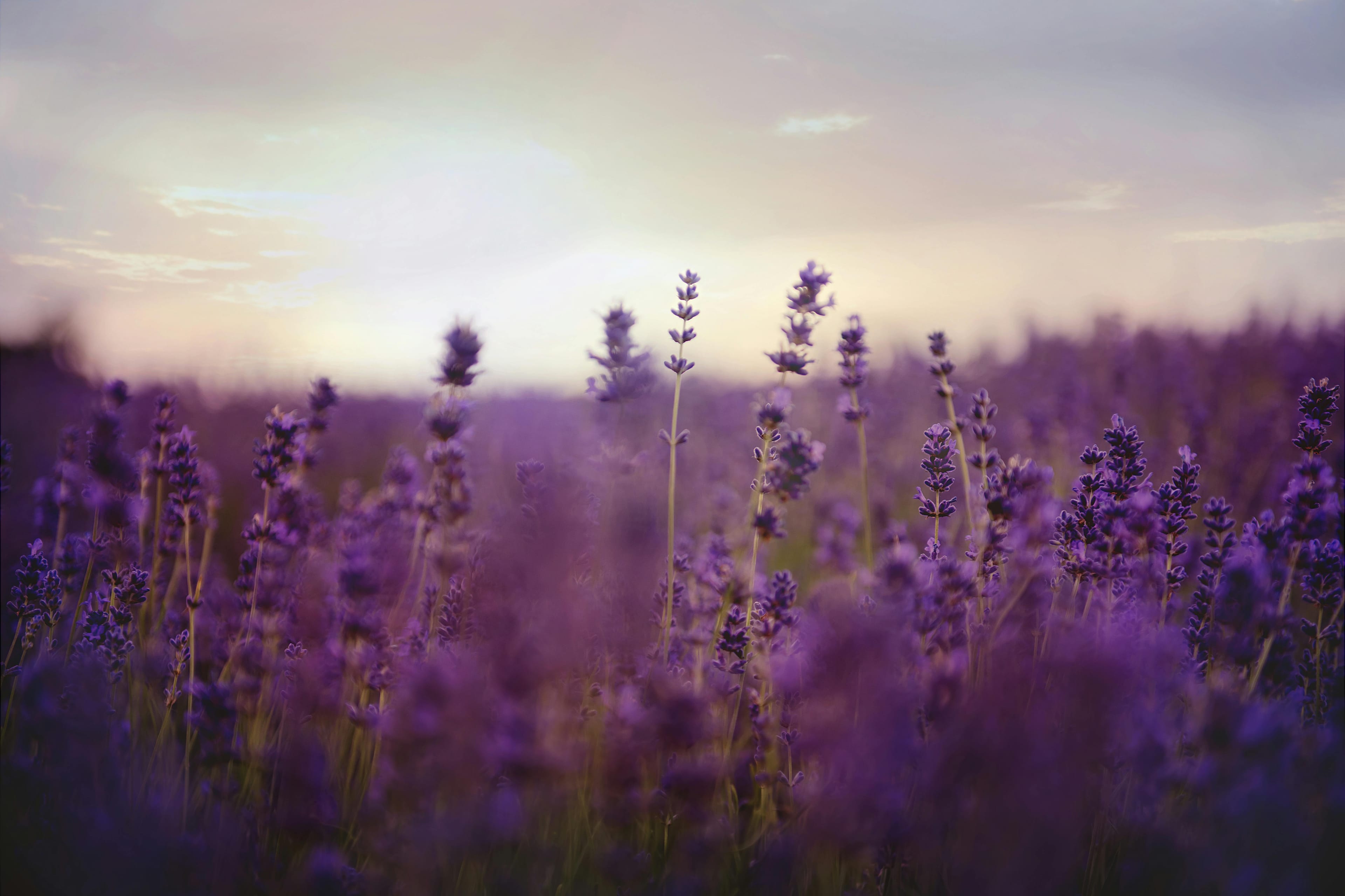 Flower Field